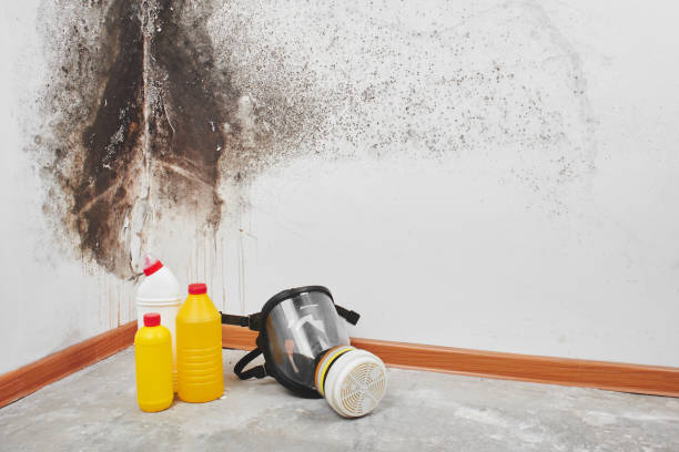 Professional Mold Removal in Spokane, WA