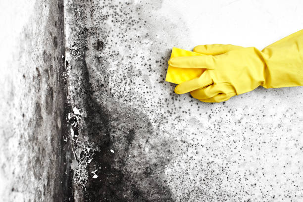 Best Crawl Space Mold Removal  in Spokane, WA