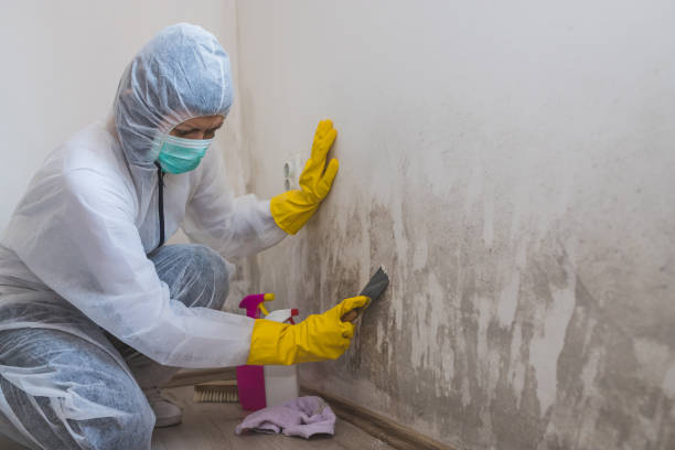 Best Mold Testing and Removal  in Spokane, WA