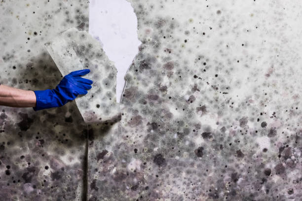 Best Toxic Mold Removal  in Spokane, WA