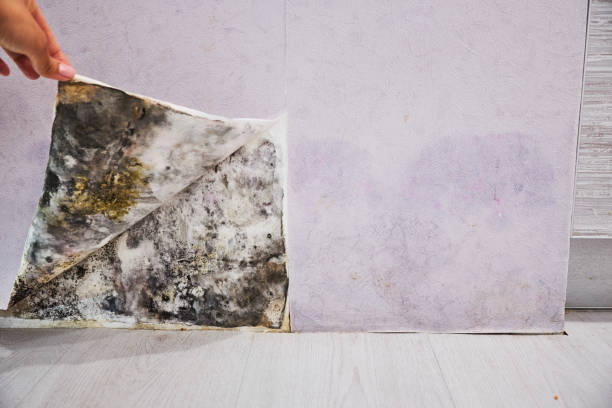 Best Professional Mold Removal  in Spokane, WA